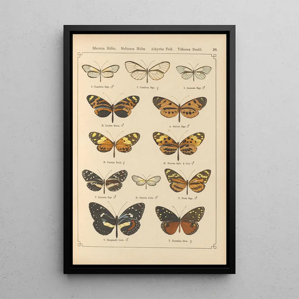 Papillons exotiques Pl030 - Otto Staudinger — oprawiony obraz na ścianie