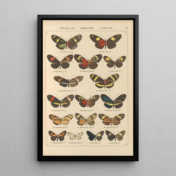 Papillons exotiques Pl032 - Otto Staudinger — oprawiony obraz na ścianie