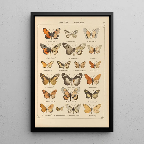 Papillons exotiques Pl033 - Otto Staudinger — oprawiony obraz na ścianie