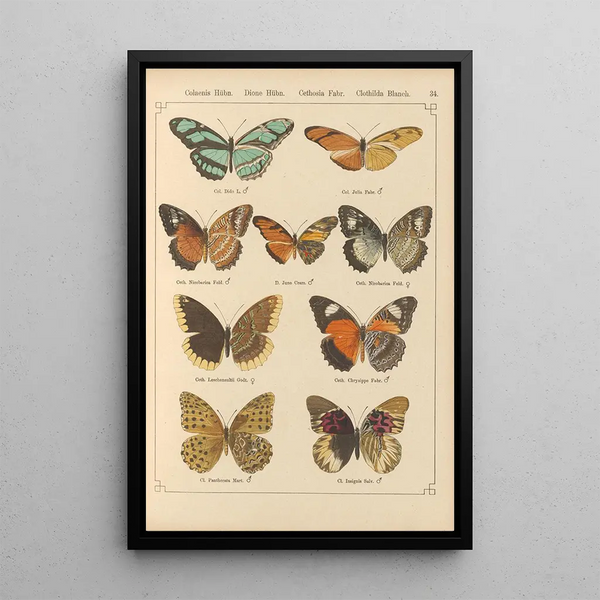 Papillons exotiques Pl034 - Otto Staudinger — oprawiony obraz na ścianie