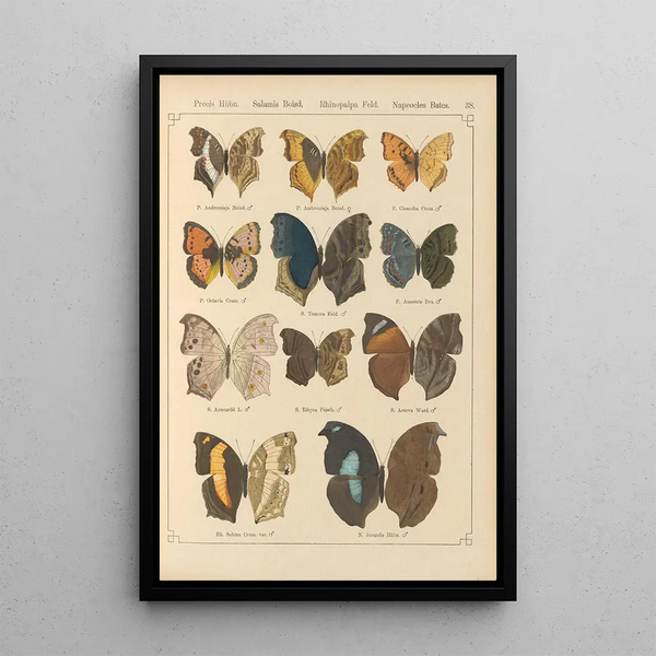 Papillons exotiques Pl038 - Otto Staudinger — oprawiony obraz na ścianie