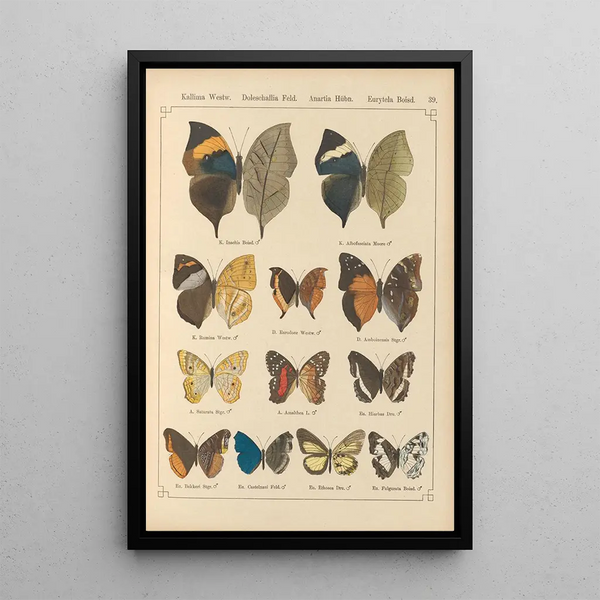 Papillons exotiques Pl039 - Otto Staudinger — oprawiony obraz na ścianie