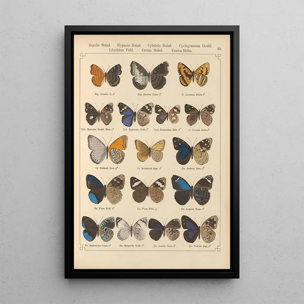 Papillons exotiques Pl040 - Otto Staudinger — oprawiony obraz na ścianie