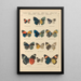 Papillons exotiques Pl043 - Otto Staudinger — oprawiony obraz na ścianie