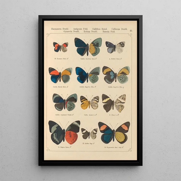Papillons exotiques Pl043 - Otto Staudinger — oprawiony obraz na ścianie