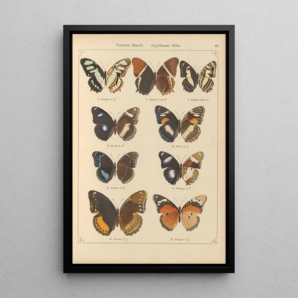 Papillons exotiques Pl046 - Otto Staudinger — oprawiony obraz na ścianie