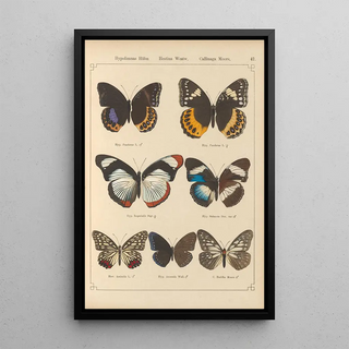 Otto Staudinger - Exotische schmetterlinge Pl047.webp