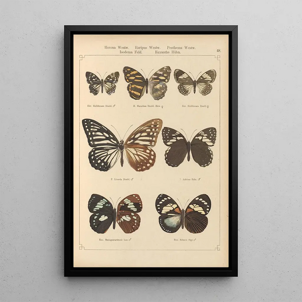 Papillons exotiques Pl048 - Otto Staudinger — oprawiony obraz na ścianie