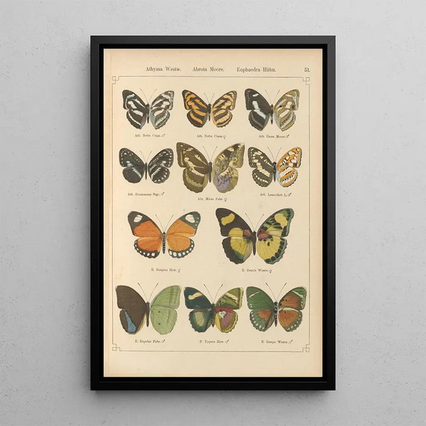 Papillons exotiques Pl051 - Otto Staudinger — oprawiony obraz na ścianie