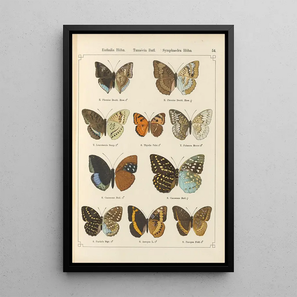 Papillons exotiques Pl054 - Otto Staudinger — oprawiony obraz na ścianie