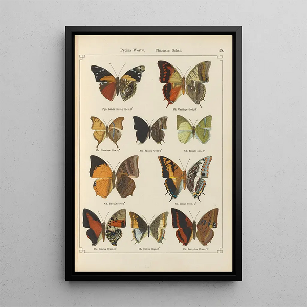 Papillons exotiques Pl058 - Otto Staudinger — oprawiony obraz na ścianie