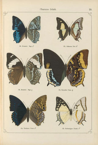Otto Staudinger - Exotische schmetterlinge Pl059.webp