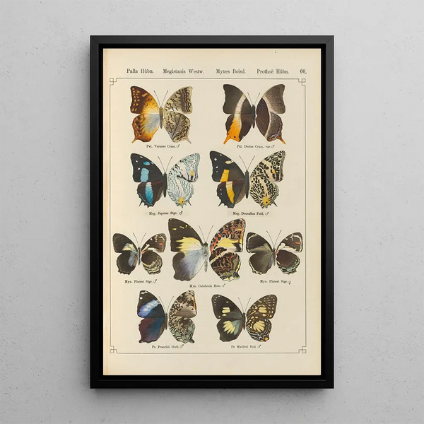 Papillons exotiques Pl060 - Otto Staudinger — oprawiony obraz na ścianie