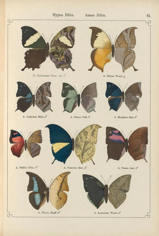 Otto Staudinger - Exotische schmetterlinge Pl061.webp