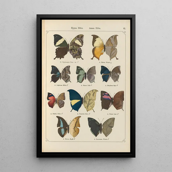 Papillons exotiques Pl061 - Otto Staudinger — oprawiony obraz na ścianie