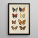 Papillons exotiques Pl062 - Otto Staudinger — oprawiony obraz na ścianie