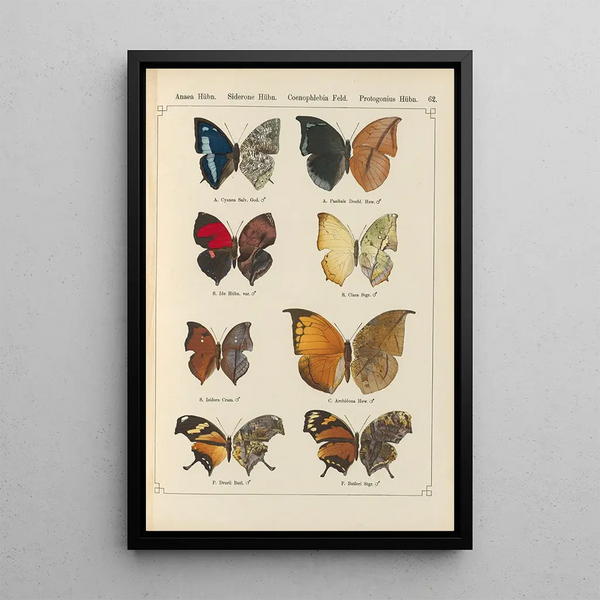 Papillons exotiques Pl062 - Otto Staudinger — oprawiony obraz na ścianie