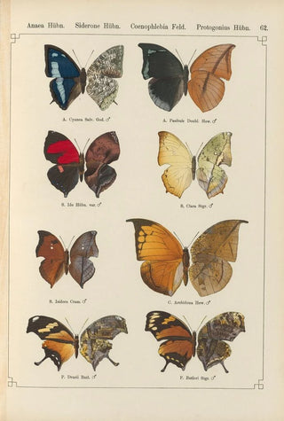 Otto Staudinger - Exotische schmetterlinge Pl062.webp