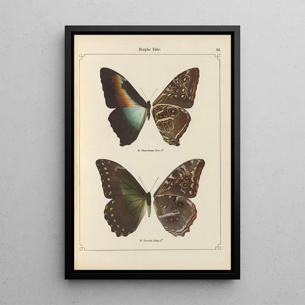 Papillons exotiques Pl066 - Otto Staudinger — oprawiony obraz na ścianie