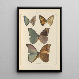 Otto Staudinger - Exotische schmetterlinge Pl067.webp