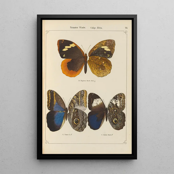 Papillons exotiques Pl073 - Otto Staudinger — oprawiony obraz na ścianie