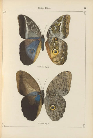 Otto Staudinger - Exotische schmetterlinge Pl074.webp