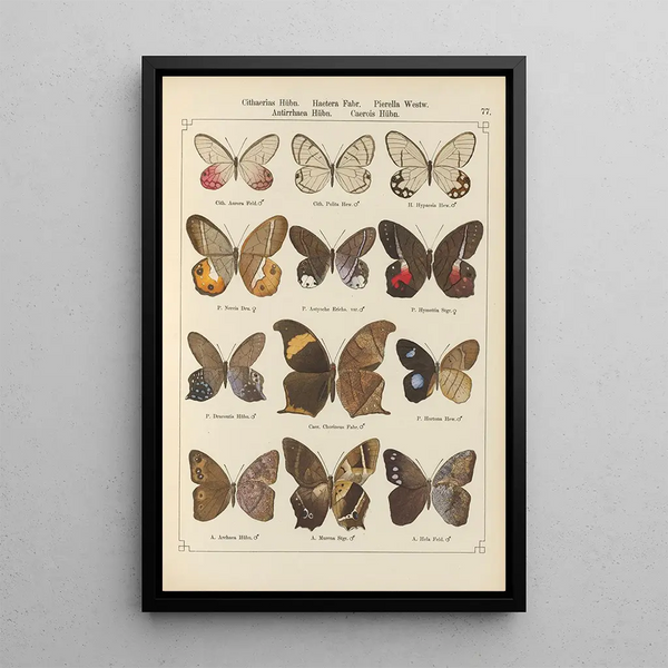 Papillons exotiques Pl077 - Otto Staudinger — oprawiony obraz na ścianie