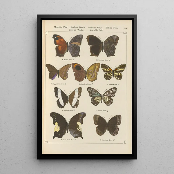 Papillons exotiques Pl079 - Otto Staudinger — oprawiony obraz na ścianie