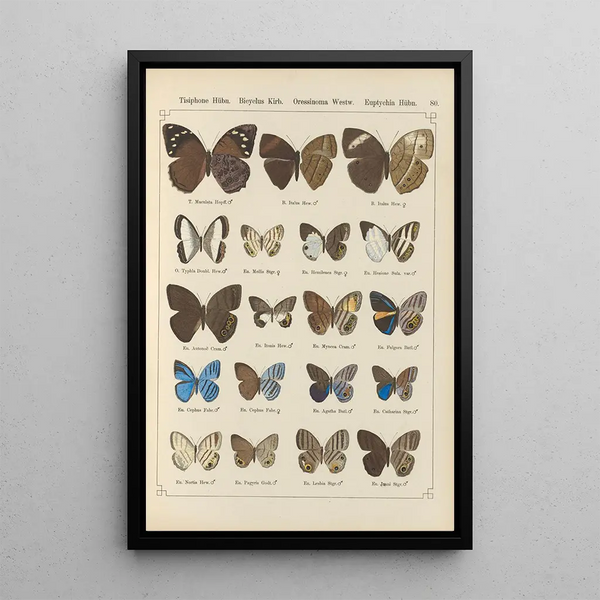 Papillons exotiques Pl080 - Otto Staudinger — oprawiony obraz na ścianie