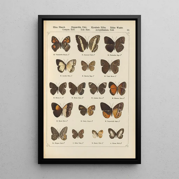 Papillons exotiques Pl082 - Otto Staudinger — oprawiony obraz na ścianie
