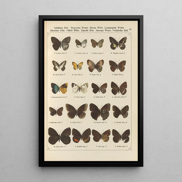 Papillons exotiques Pl083 - Otto Staudinger — oprawiony obraz na ścianie