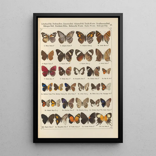 Otto Staudinger - Exotische schmetterlinge Pl087.webp