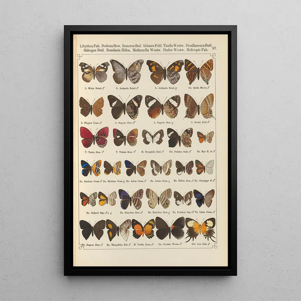 Papillons exotiques Pl087 - Otto Staudinger — oprawiony obraz na ścianie