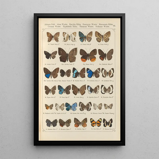 Otto Staudinger - Exotische schmetterlinge Pl088.webp