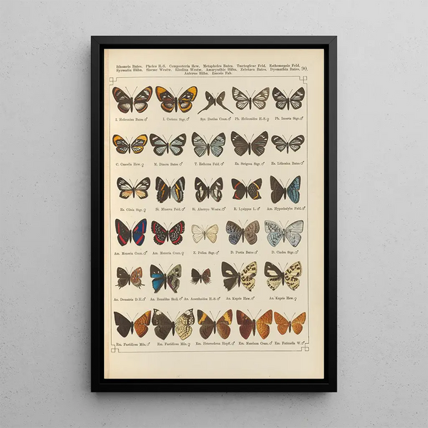Papillons exotiques Pl090 - Otto Staudinger — oprawiony obraz na ścianie