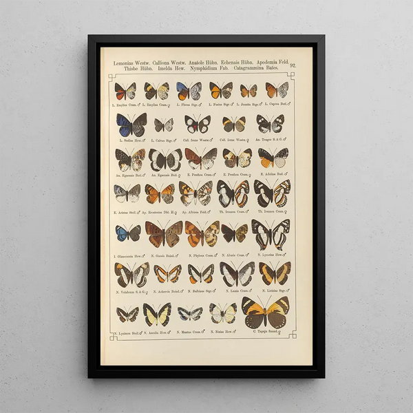 Papillons exotiques Pl092 - Otto Staudinger — oprawiony obraz na ścianie