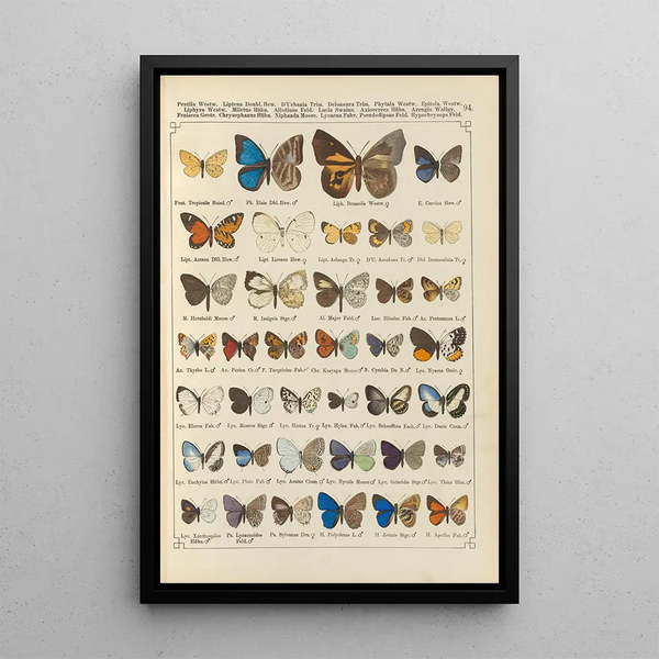 Papillons exotiques Pl094 - Otto Staudinger — oprawiony obraz na ścianie