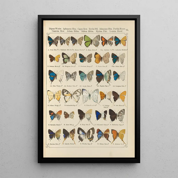Papillons exotiques Pl095 - Otto Staudinger — oprawiony obraz na ścianie