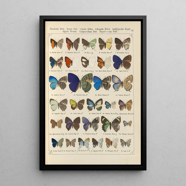 Papillons exotiques Pl096 - Otto Staudinger — oprawiony obraz na ścianie
