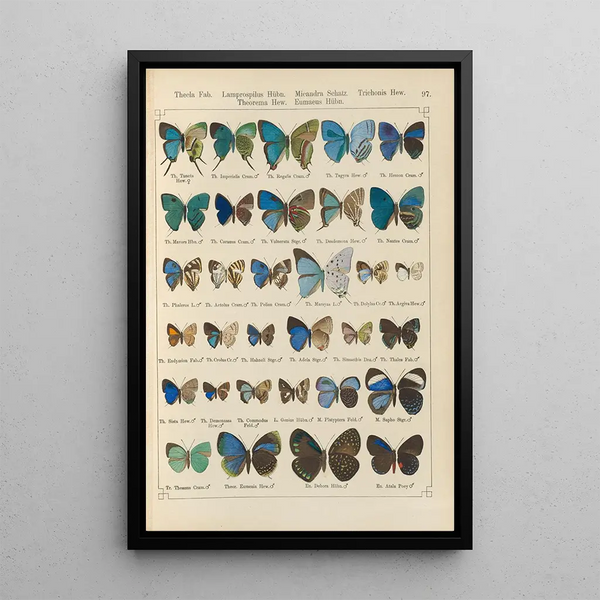Papillons exotiques Pl097 - Otto Staudinger — oprawiony obraz na ścianie