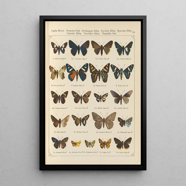 Papillons exotiques Pl099 - Otto Staudinger — oprawiony obraz na ścianie