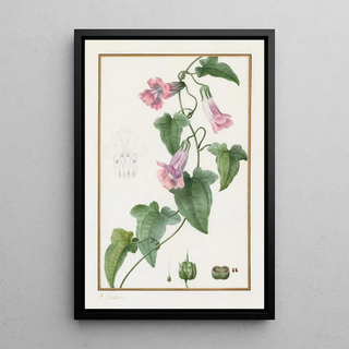 Pancrace Bessa - Maurndia semperflorens.webp