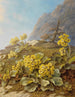 Primula auricula Primevères - Pauline Halm Flechner — widok dzieła