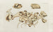 Icones rerum naturalium ou figures enluminées d'histoire naturelle du nord Pl10 - Peder Ascanius — widok dzieła