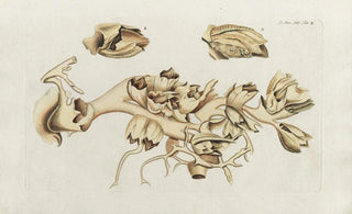 Peder Ascanius - Icones rerum naturalium ou figures enlumines dhistoire naturelle du nord Pl10.webp