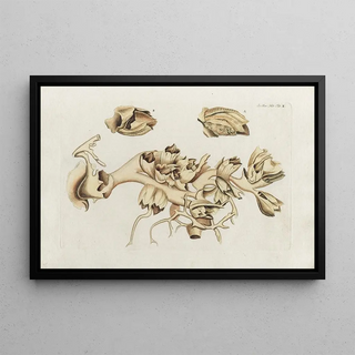 Peder Ascanius - Icones rerum naturalium ou figures enlumines dhistoire naturelle du nord Pl10.webp