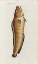 Ikony rerum naturalium ou figures enluminées d'histoire naturelle du nord Pl17 - Peder Ascanius — widok dzieła