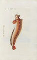 Ikony rerum naturalium ou figures enluminées d'histoire naturelle du nord Pl19 - Peder Ascanius — widok dzieła