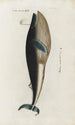 Icones rerum naturalium ou figures enluminées d'histoire naturelle du nord Pl26 - Peder Ascanius — widok dzieła