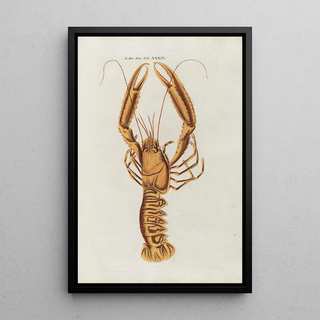 Peder Ascanius - Icones rerum naturalium ou figures enlumines dhistoire naturelle du nord Pl39.webp